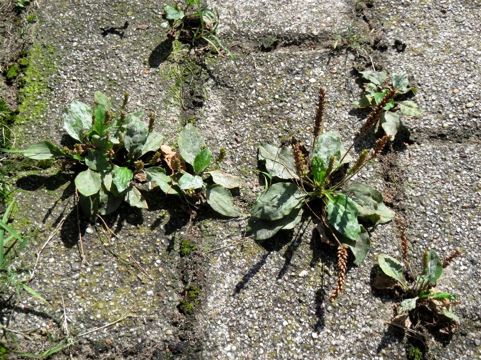 Ritzenbotanik: Breitwegerich (Plantago major) auf Pflasterstein in Hockenheim