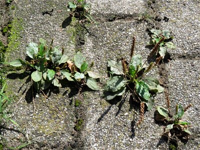 Ritzenbotanik: Breitwegerich (Plantago major) auf Pflasterstein in Hockenheim