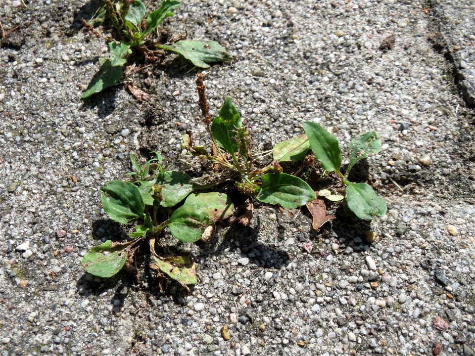 Ritzenbotanik: Breitwegerich (Plantago major) auf Pflasterstein in Hockenheim