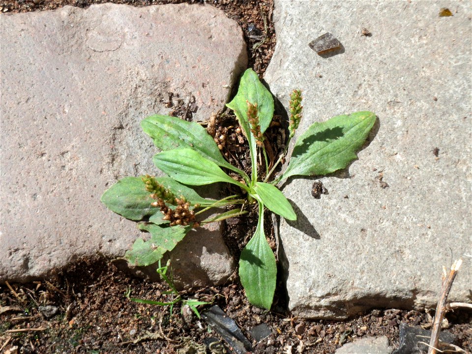 Ritzenbotanik: Breitwegerich (Plantago major) auf Pflasterstein in Saarbrücken