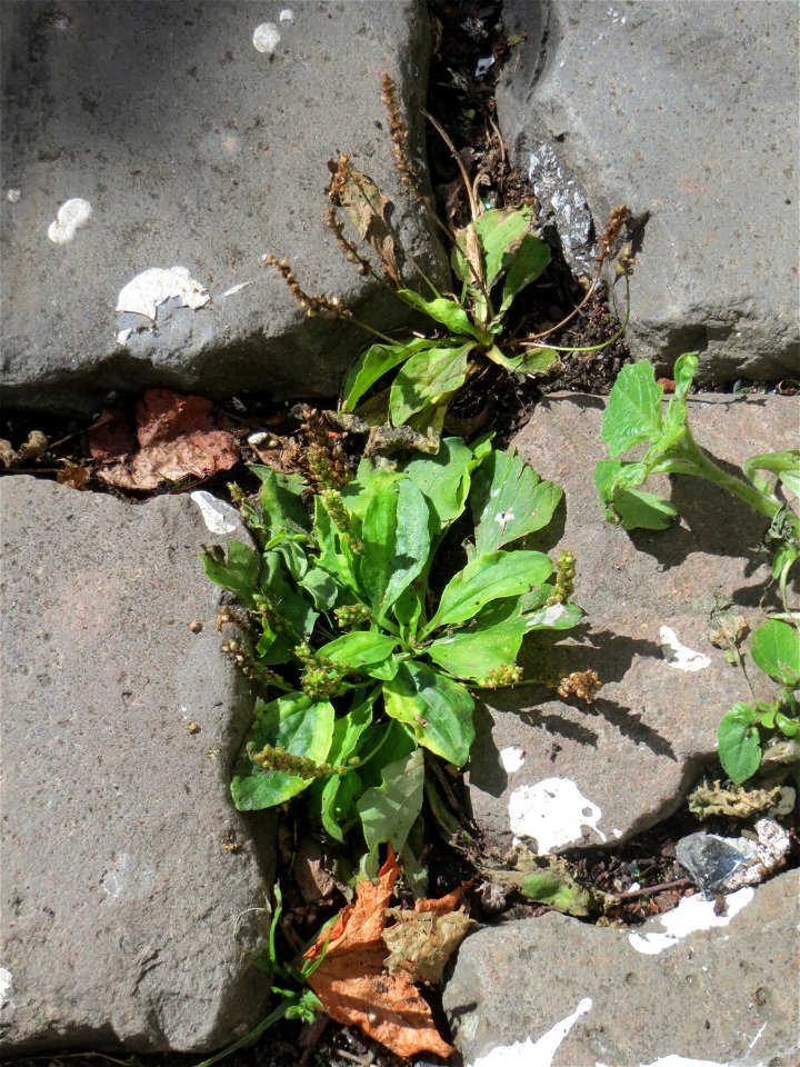 Ritzenbotanik: Breitwegerich (Plantago major) auf Pflasterstein in Saarbrücken