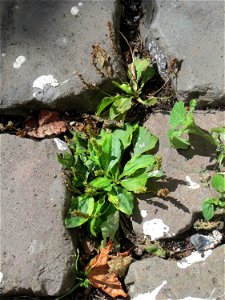 Ritzenbotanik: Breitwegerich (Plantago major) auf Pflasterstein in Saarbrücken