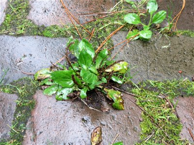 Ritzenbotanik: Breitwegerich (Plantago major) auf Pflasterstein am Winterberg in Sankt Arnual