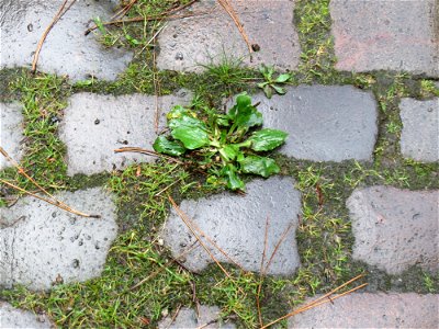 Ritzenbotanik: Breitwegerich (Plantago major) auf Pflasterstein am Winterberg in Sankt Arnual