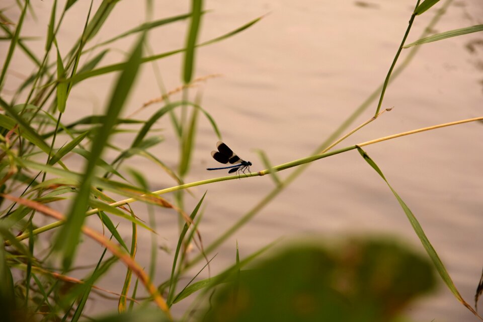 Nature grass wings