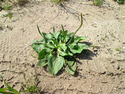 Breitwegerich (Plantago major) auf einem Sandplatz in Hockenheim