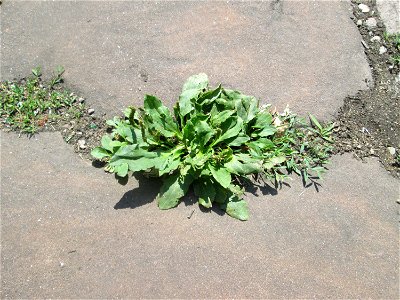 Ritzenbotanik: Breitwegerich (Plantago major) auf Pflasterstein in Saarbrücken