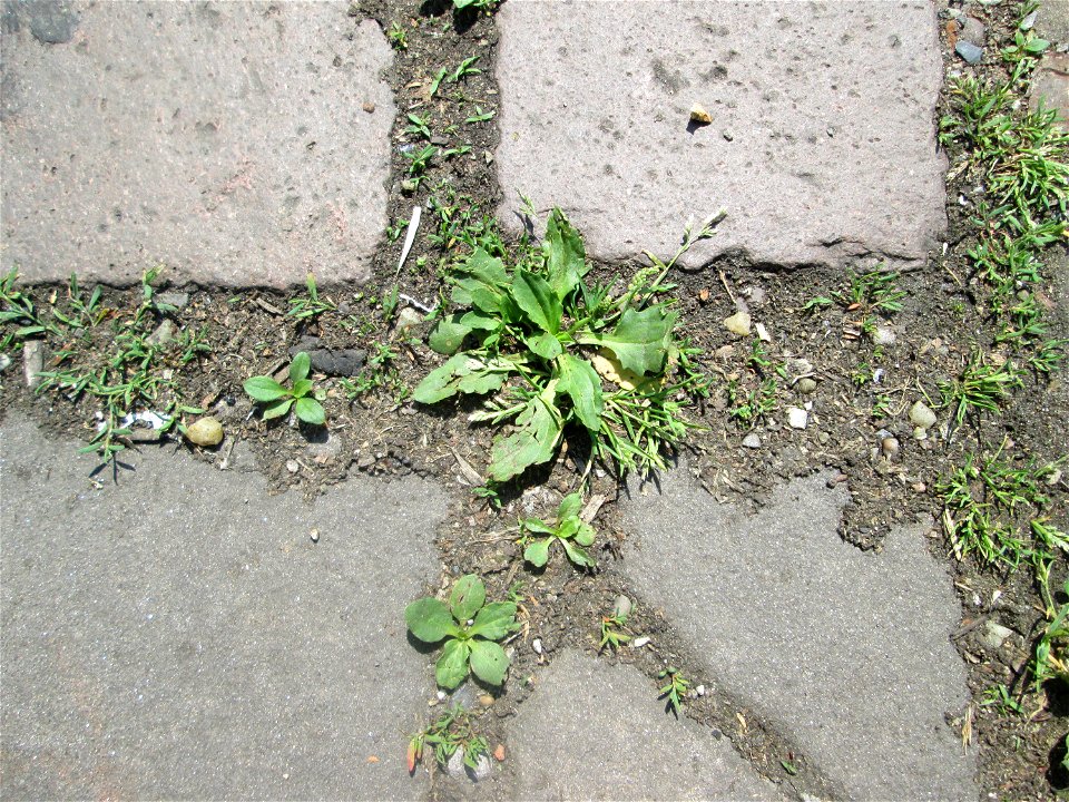 Ritzenbotanik: Breitwegerich (Plantago major) auf Pflasterstein in Saarbrücken