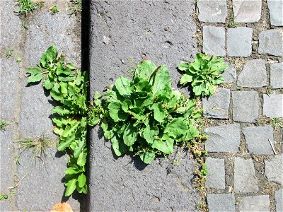 Ritzenbotanik: Breitwegerich (Plantago major) am Rinnstein in Saarbrücken