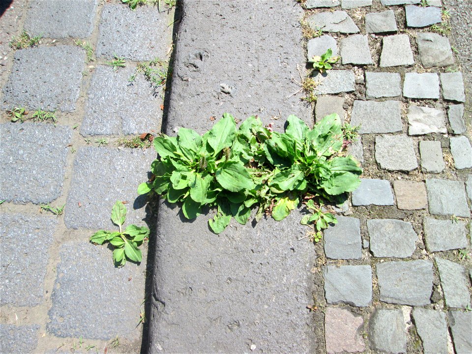 Ritzenbotanik: Ritzenbotanik: Breitwegerich (Plantago major) am Rinnstein in Saarbrücken