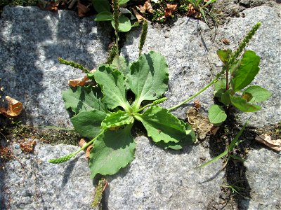 Breitwegerich (Plantago major) auf Kopfsteinpflaster in Hockenheim