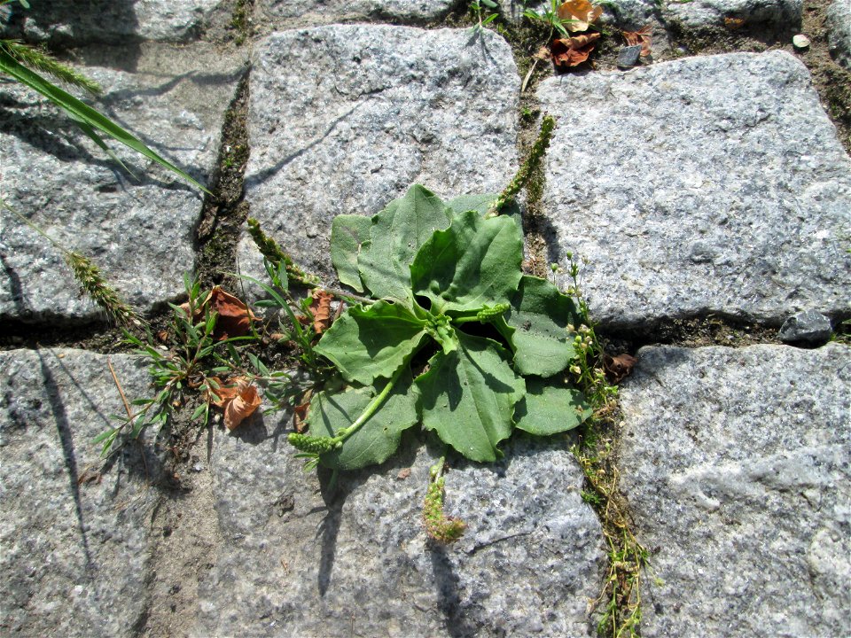 Breitwegerich (Plantago major) auf Kopfsteinpflaster in Hockenheim