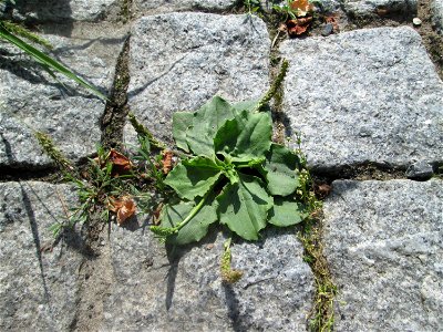 Breitwegerich (Plantago major) auf Kopfsteinpflaster in Hockenheim