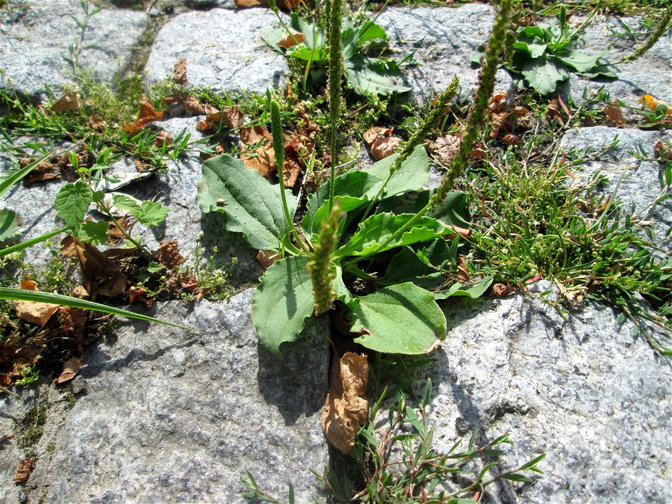 Breitwegerich (Plantago major) auf Kopfsteinpflaster in Hockenheim