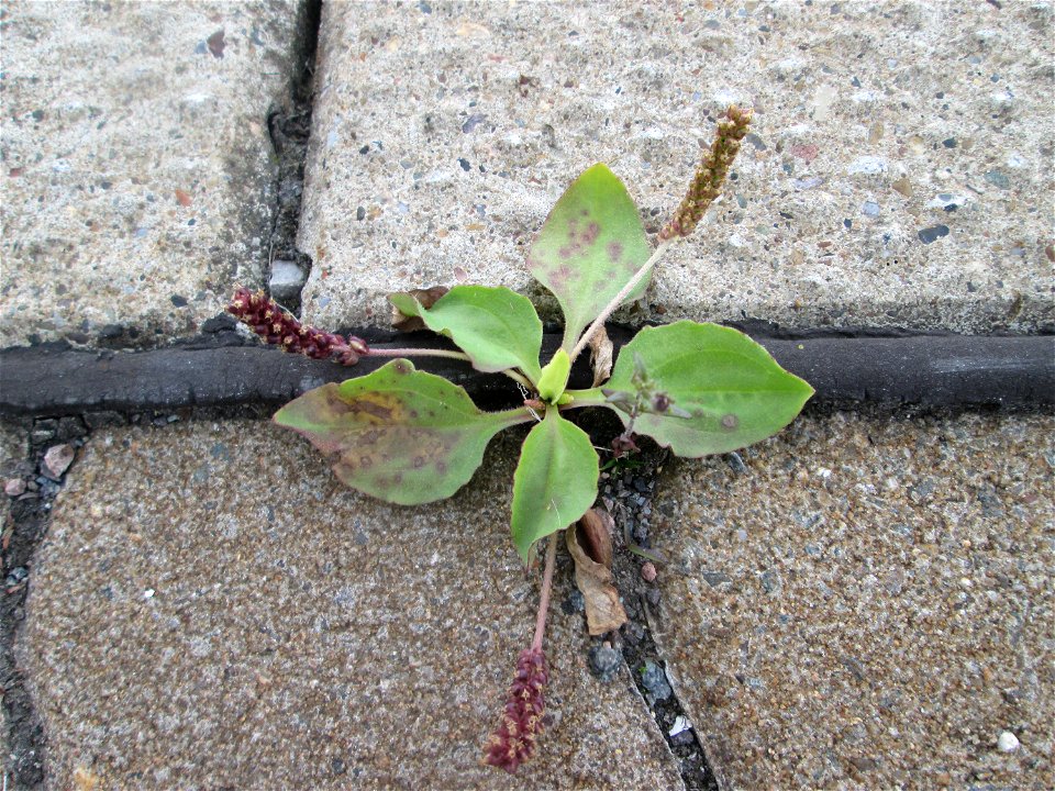 Ritzenbotanik: Breitwegerich (Plantago major) am Bahnhof Honburg (Saar)