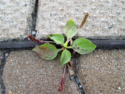 Ritzenbotanik: Breitwegerich (Plantago major) am Bahnhof Honburg (Saar)