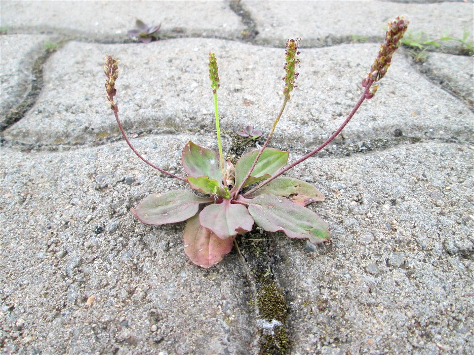 Ritzenbotanik: Breitwegerich (Plantago major) am Bahnhof Honburg (Saar)