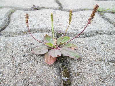 Ritzenbotanik: Breitwegerich (Plantago major) am Bahnhof Honburg (Saar)