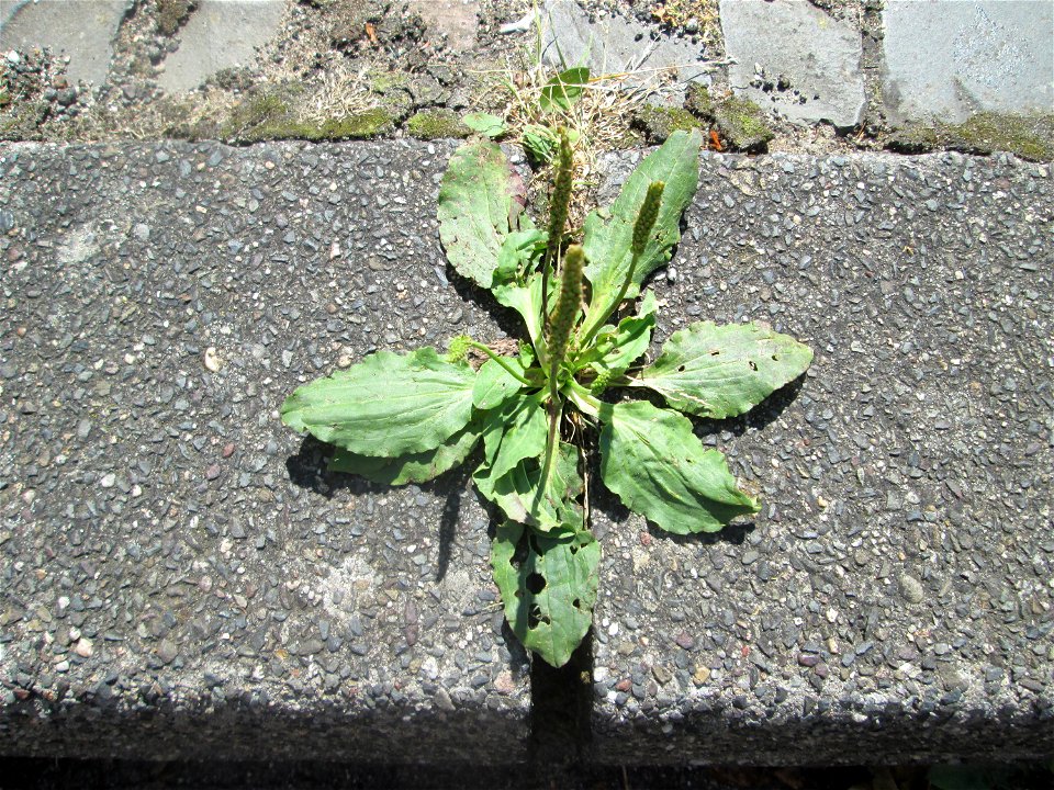 Breitwegerich (Plantago major) am Rinnstein in Saarbrücken
