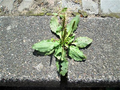 Breitwegerich (Plantago major) am Rinnstein in Saarbrücken