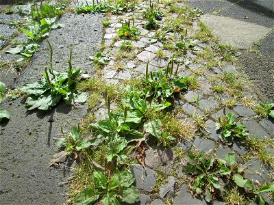 Breitwegerich (Plantago major) auf Kopfsteinpflaster in Saarbrücken