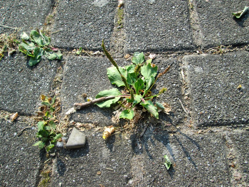 Breitwegerich (Plantago major) auf Kopfsteinpflaster in Hockenheim