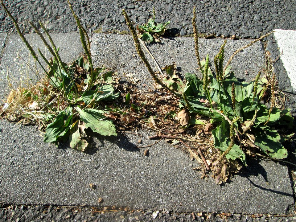 Ritzenbotanik: Breitwegerich (Plantago major) im Rinnstein in Hockenheim