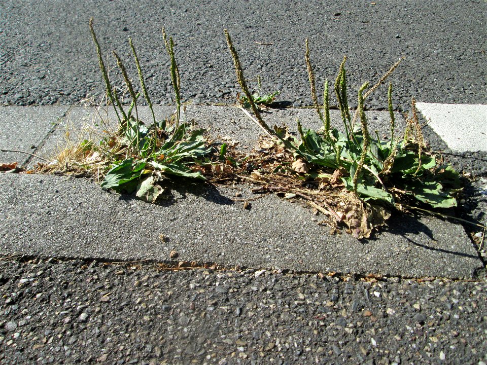 Ritzenbotanik: Breitwegerich (Plantago major) im Rinnstein in Hockenheim