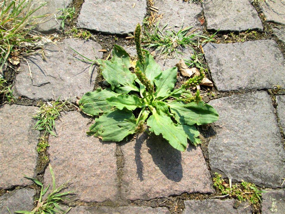 Breitwegerich (Plantago major) auf Pflasterstein in Saarbrücken