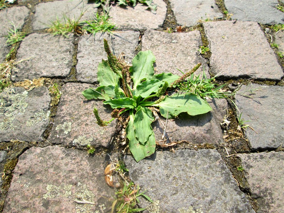 Breitwegerich (Plantago major) auf Pflasterstein in Saarbrücken