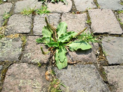 Breitwegerich (Plantago major) auf Pflasterstein in Saarbrücken