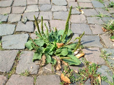 Breitwegerich (Plantago major) auf Pflasterstein in Saarbrücken