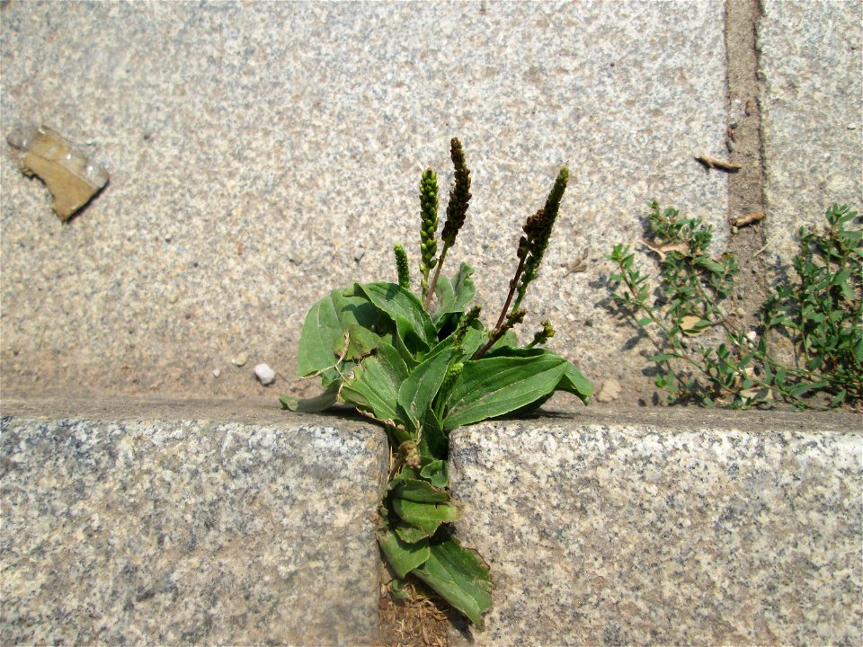 Breitwegerich (Plantago major) auf einer Treppe in Saarbrücken