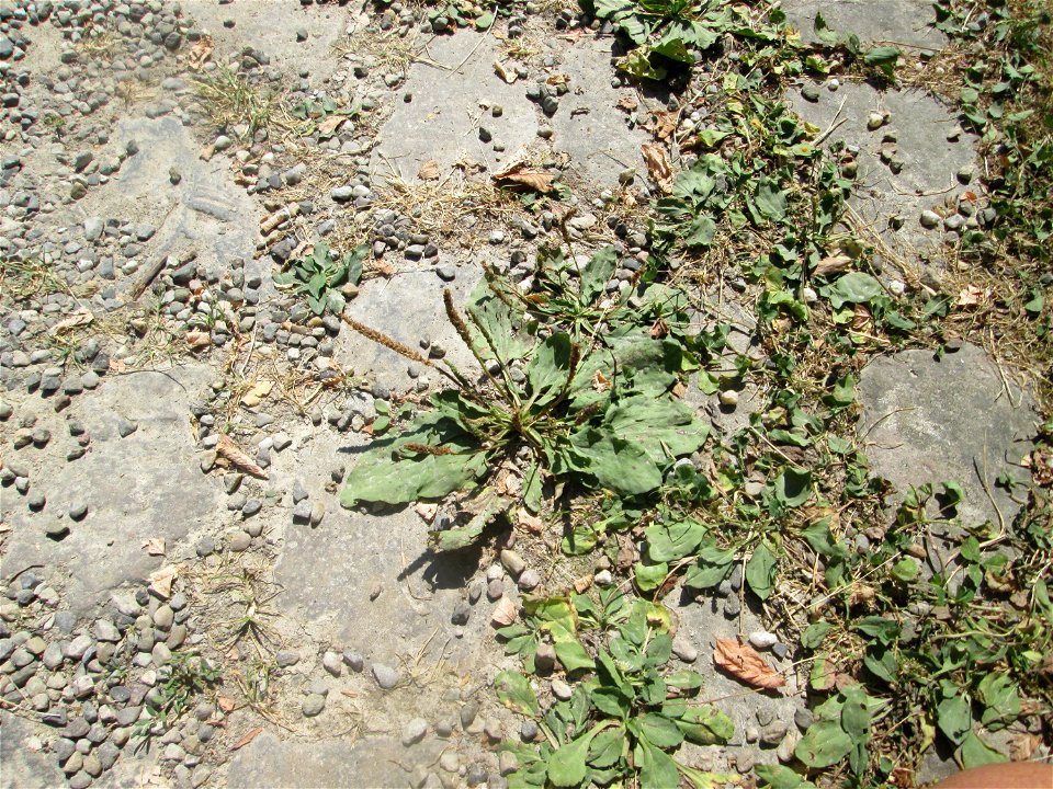 Breitwegerich (Plantago major) auf Pflasterstein im Bürgerpark Saarbrücken