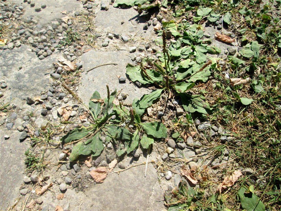 Breitwegerich (Plantago major) auf Pflasterstein im Bürgerpark Saarbrücken