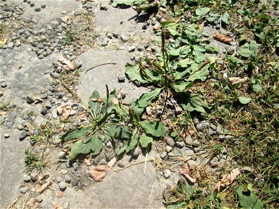 Breitwegerich (Plantago major) auf Pflasterstein im Bürgerpark Saarbrücken