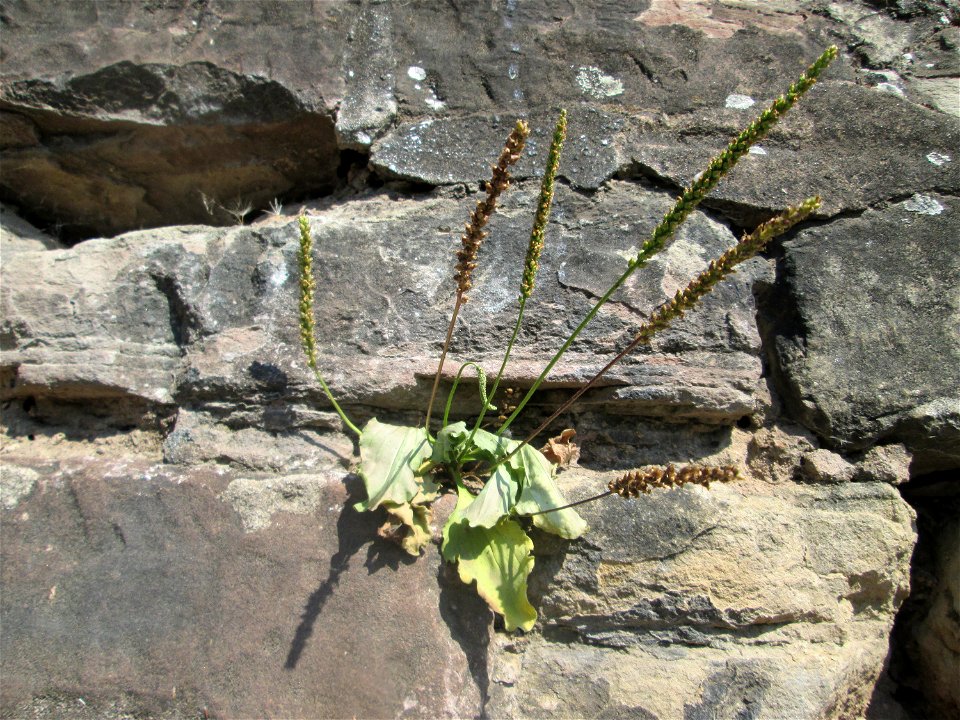 Breitwegerich (Plantago major) an einer Stützmauer an der Saar in Saarbrücken