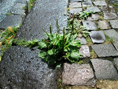 Breitwegerich (Plantago major) am Rinnstein in Saarbrücken