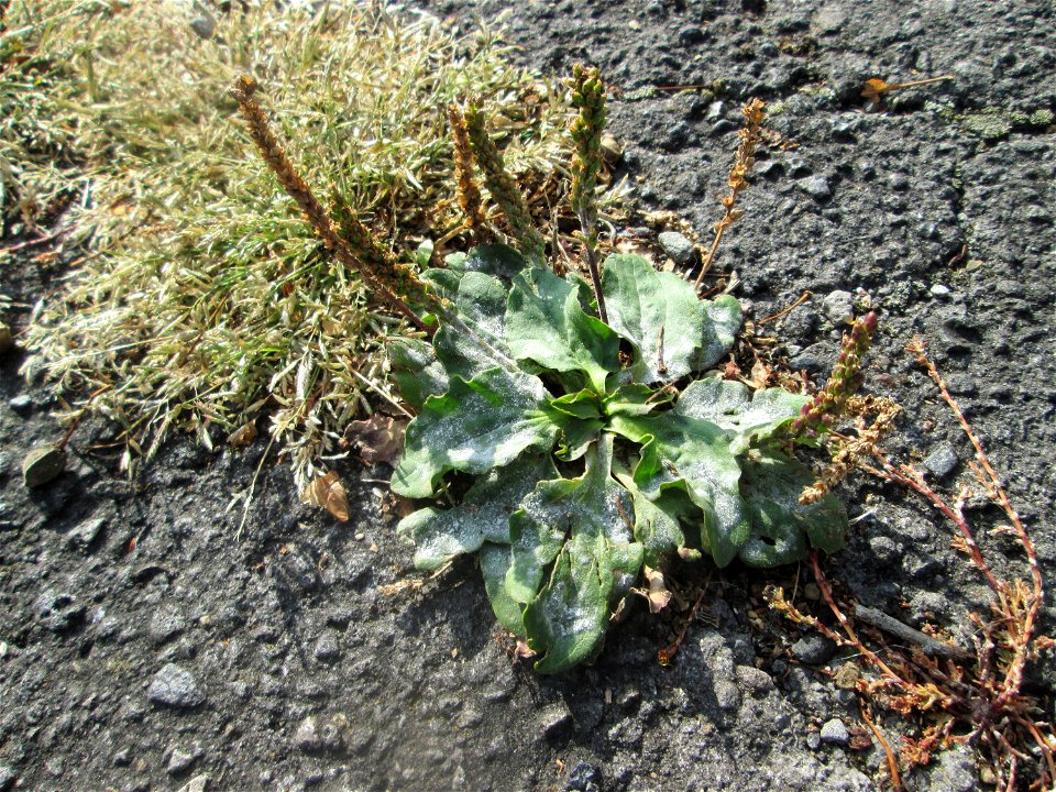 Breitwegerich (Plantago major) in St. Ingbert