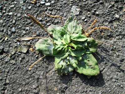 Breitwegerich (Plantago major) in St. Ingbert