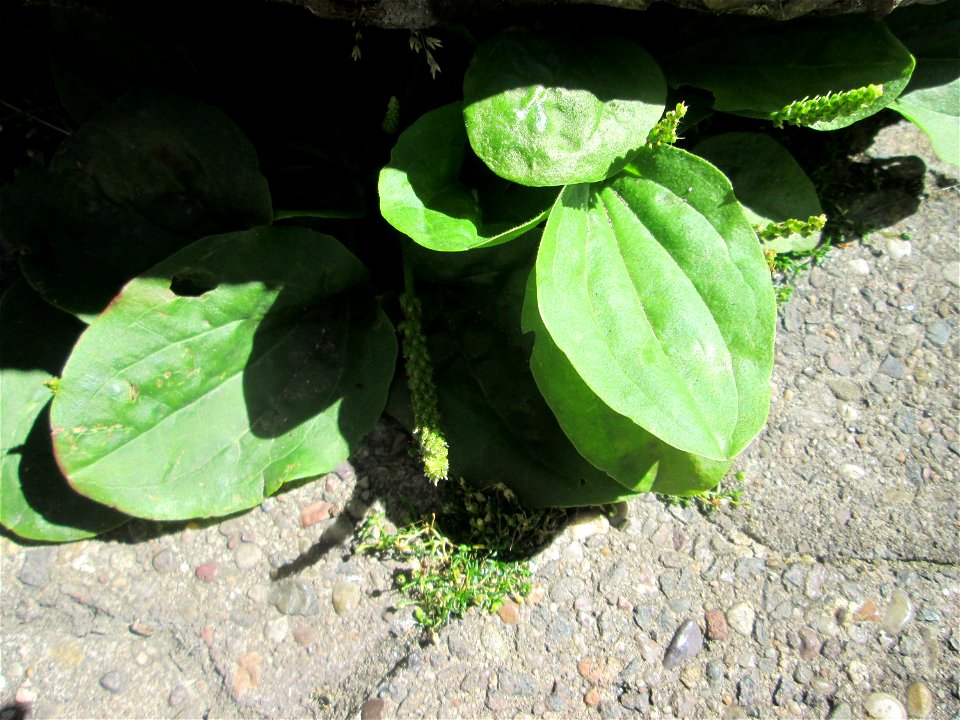 Breitwegerich (Plantago major) in Saarbrücken