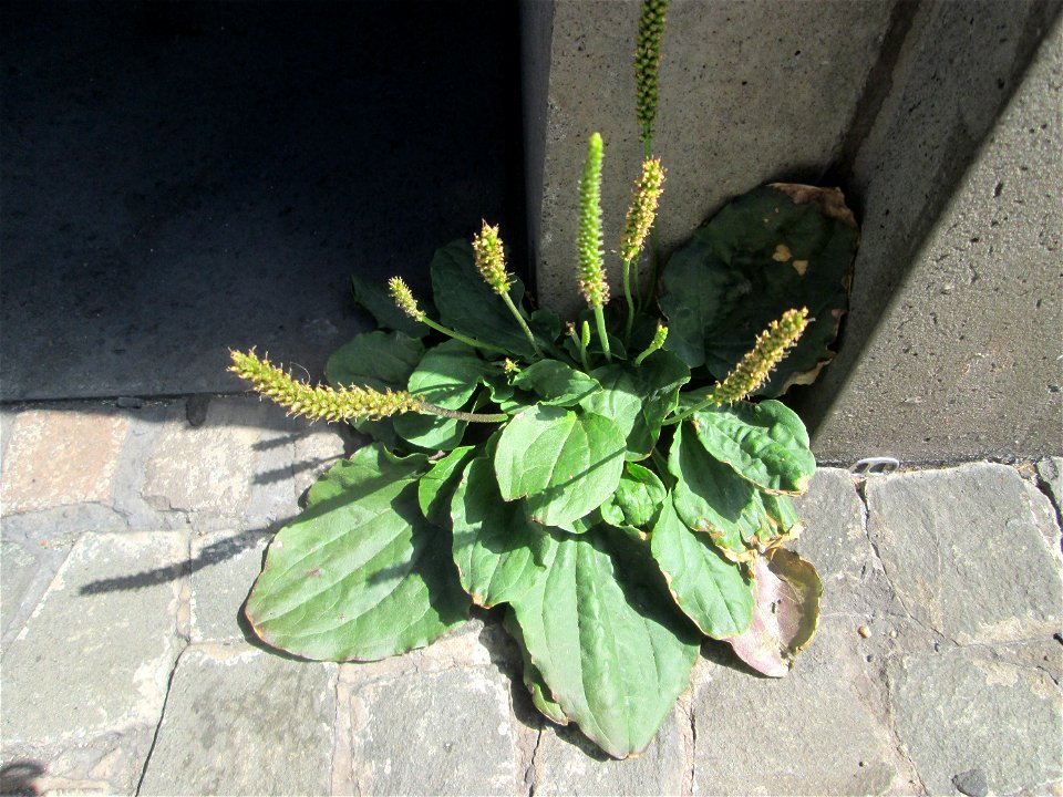 Breitwegerich (Plantago major) in Saarbrücken