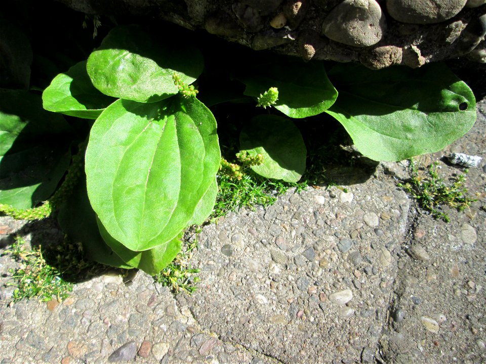 Breitwegerich (Plantago major) in Saarbrücken