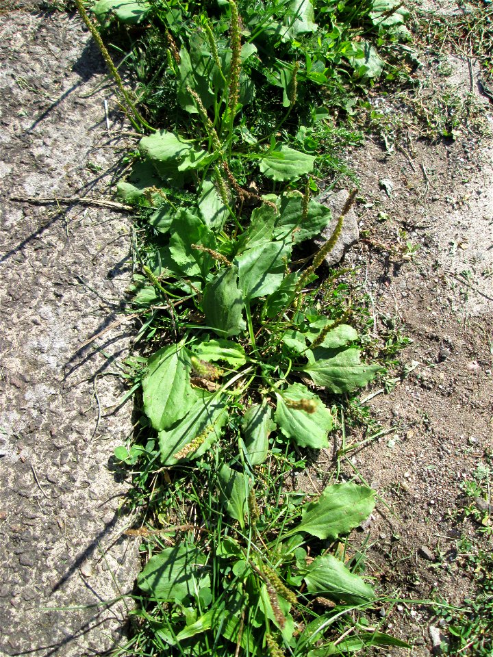 Breitwegerich (Plantago major) am Rinnstein in Saarbrücken