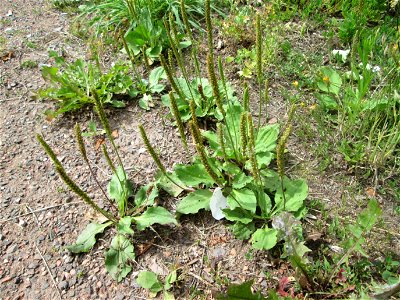 Breitwegerich (Plantago major) in Brebach