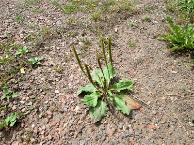 Breitwegerich (Plantago major) in Brebach