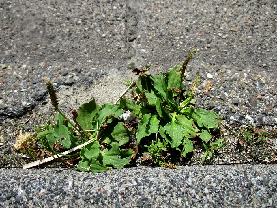 Breitwegerich (Plantago major) an einer Bordsteinkante in Ensheim