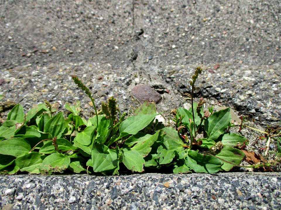 Breitwegerich (Plantago major) an einer Bordsteinkante in Ensheim