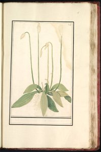 IdentificatieTitel(s): Grote weegbree (Plantago major)Objecttype: tekening Objectnummer: RP-T-BR-2017-1-11-45Omschrijving: Grote weegbree. Genummerd rechtsboven: 340. Onderdeel van het vierde album me