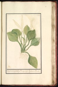 IdentificatieTitel(s): Grote weegbree (Plantago major)Weeg bree, weegbladt. / Plantago major. / Grand Plantain (titel op object)Objecttype: tekening Objectnummer: RP-T-BR-2017-1-11-42Omschrijving: Gro